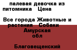 палевая девочка из питомника › Цена ­ 40 000 - Все города Животные и растения » Собаки   . Амурская обл.,Благовещенский р-н